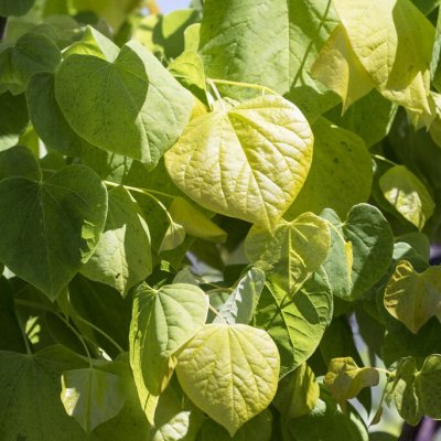 Cercis canadensis The Rising Sun ®