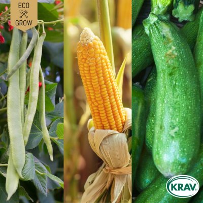 Tre Systrar, Klätterböna, Sommarsquash, Sockermajs, Ekologisk