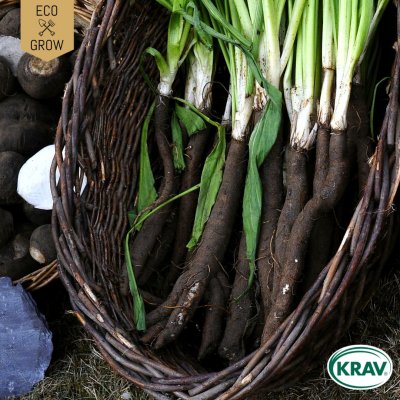 Svartrot Hoffmann´s Black Post, Ekologisk