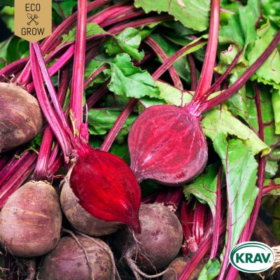 Rödbeta Detroit 2, Ekologisk