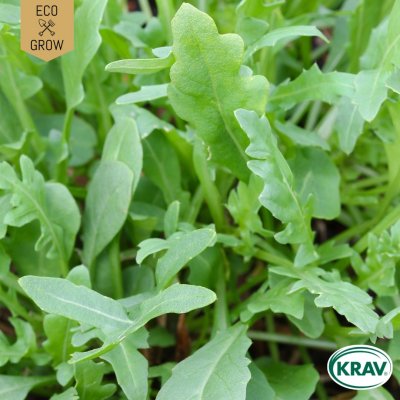 Rucola / Senapskål, Esmee, Ekologisk