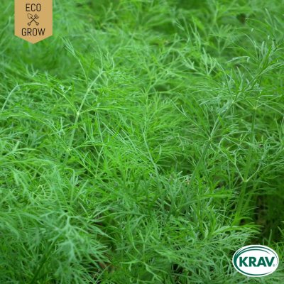 Dill, Commun, Ekologisk