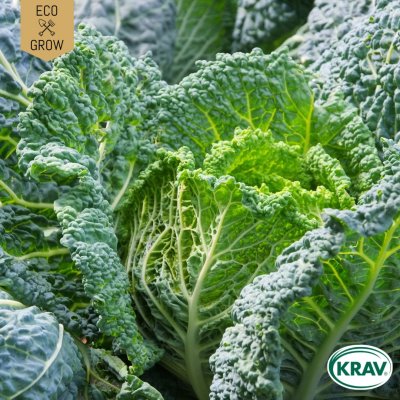 Savoykål, Vertus 2, Ekologisk