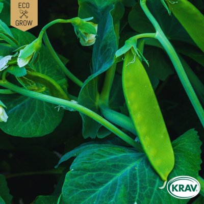 Ärt, Socker-, Låg, Norli, Ekologisk