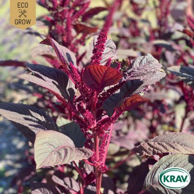 Blodamarant Red Garnet, Ekologisk