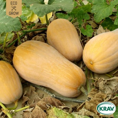 Pumpa, Mysk-, Waltham Butternut, Ekologisk