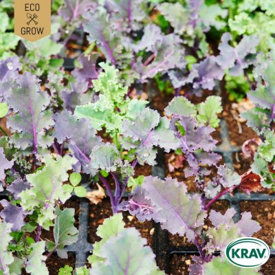 Kruskål Mix, Grönkål, Purpurkål, Svartkål, Ekologisk