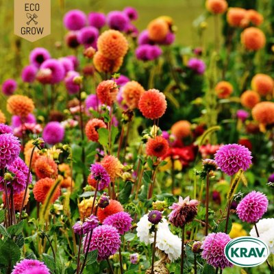 Dahlia, Sommar-, Unwins Mix, Ekologisk