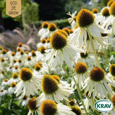 Solhatt, Vit, White Swan, Ekologisk