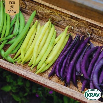 Klätterböna, Rainbow Mix, Ekologisk