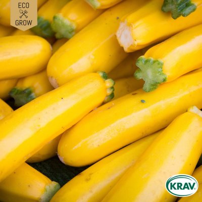 Squash, Selecion Sativa, Ekologisk