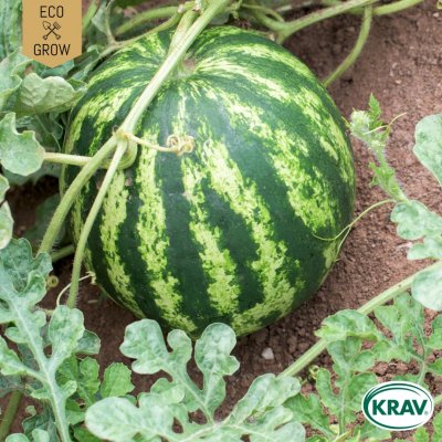 Melon, Vatten-, Sugar Baby, Ekologisk