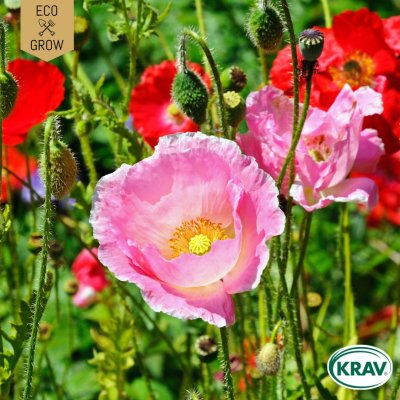 Vallmo, Korn-, Color Mix, Ekologisk