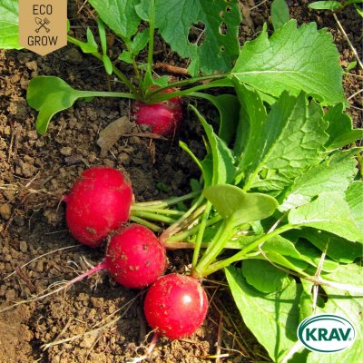 Rädisa Cherry Belle, Ekologisk