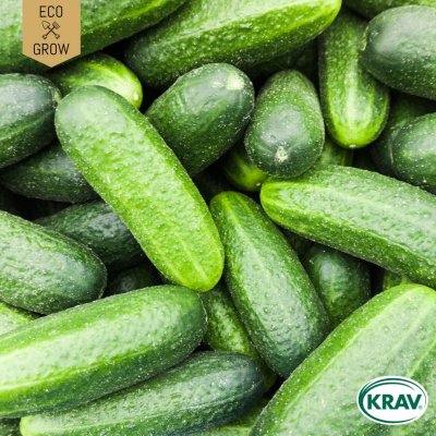 Druvgurka Cornichon de Paris, Ekologisk