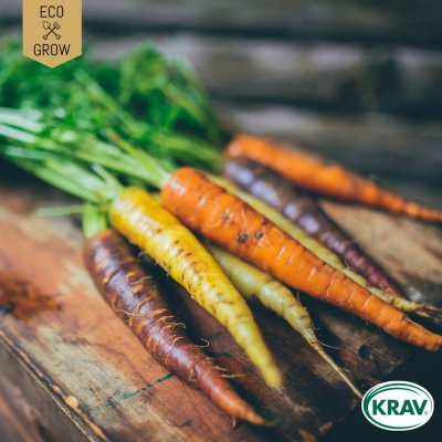 Morot Rainbow Mix, Ekologisk