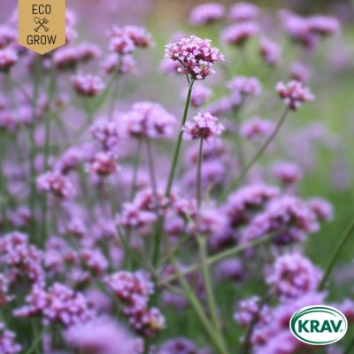 Verbena, Jätte-, Ekologisk