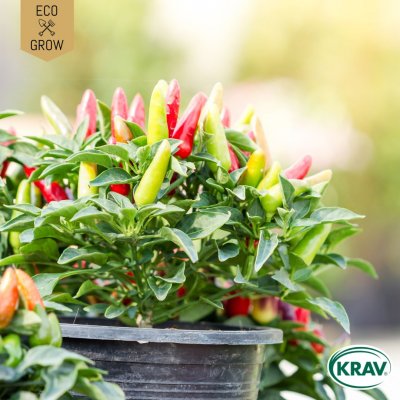 Chilipeppar, Aurora, Ekologisk