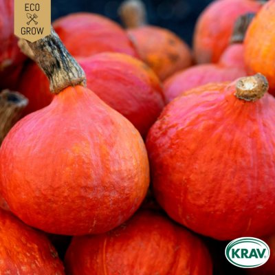 Pumpa, Jätte-, Uchiki Kuri, Ekologisk