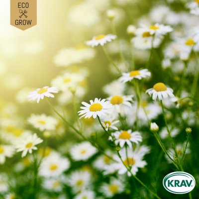 Kamomil German, Ekologisk