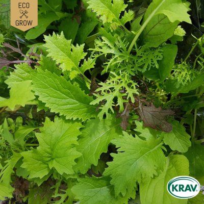 Asiatisk Bladmix, Mesclun Mix, Ekologisk