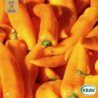 Paprika, Spets-, Corno di Toro Giallo, Ekologisk