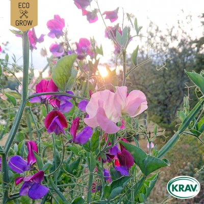 Luktärt, Spencer Mix, Ekologisk