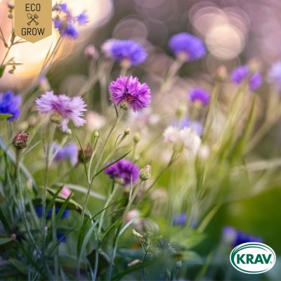 Blåklint Ball Mix Ekologisk