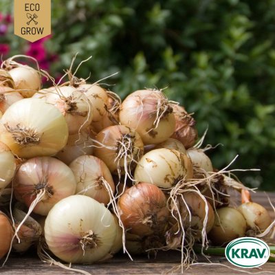 Gul Lök Stuttgarter Riesen, Ekologisk