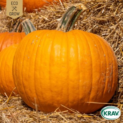 Pumpa, Halloween-, Jack O Lantern, Ekologisk