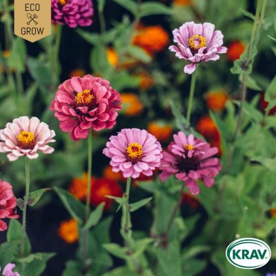 Zinnia, Carrousel, Ekologisk