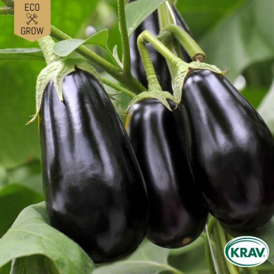 Aubergine, Black Beauty, Ekologisk