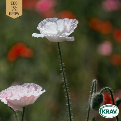 Vallmo, Opium-, White, Ekologisk