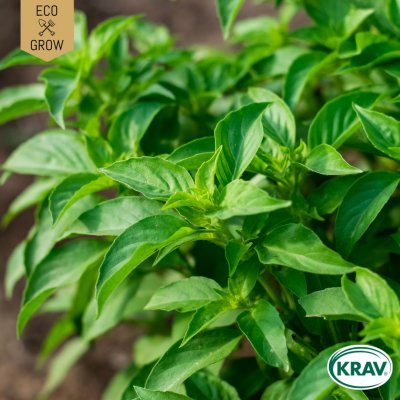 Basilika, Citron-, Ekologisk