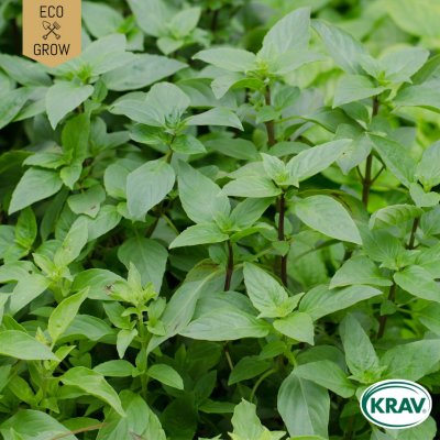Basilika, Thai-, Sweet Thai Basil, Ekologisk