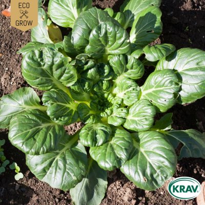 Kål, Asiatisk-, Tatsoi, Ekologisk