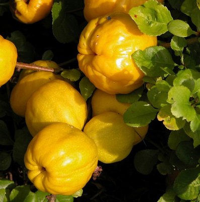 Chaenomeles japonica Balsgård Rondo ®