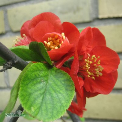 Chaenomeles x superba Nicoline, Hybridrosenkvitten, busk C3,5