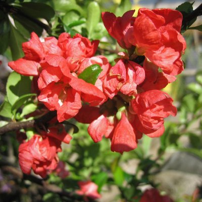 Chaenomeles x superba Pink Trail (Interpitra), Hybridrosenkvitten, 30-40 C2