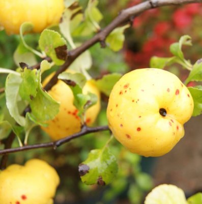 Chaenomeles japonica Cido, Liten Rosenkvitten