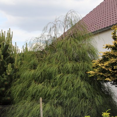 Chamaecyparis lawsoniana Drooping Solo