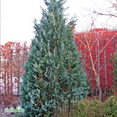 Chamaecyparis lawsoniana Columnaris, Ädelcypress, 60-70 C3