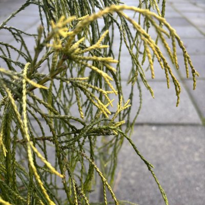 Chamaecyparis lawsoniana Filip´s Golden Sprinklers