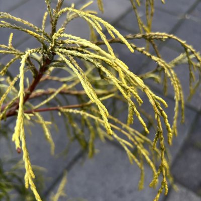 Chamaecyparis lawsoniana Filip´s Golden Sprinklers