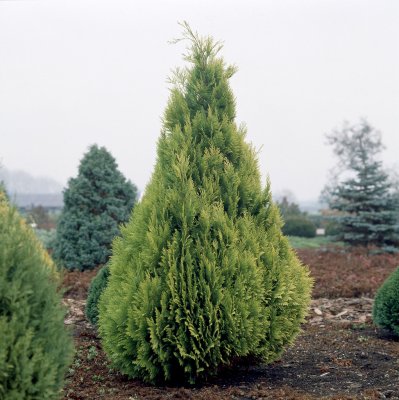 Chamaecyparis lawsoniana Ivonne, Ädelcypress, 40-50 C3,5