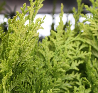 Chamaecyparis lawsoniana Ivonne, Ädelcypress, 40-50 C3,5