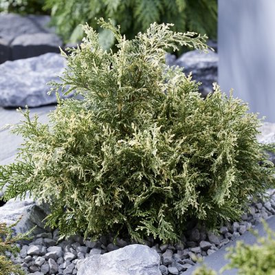 Chamaecyparis lawsoniana Pearly Swirls, Ädelcypress