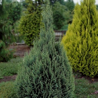 Chamaecyparis lawsoniana White Spot, Ädelcypress, 40-50 C3,5