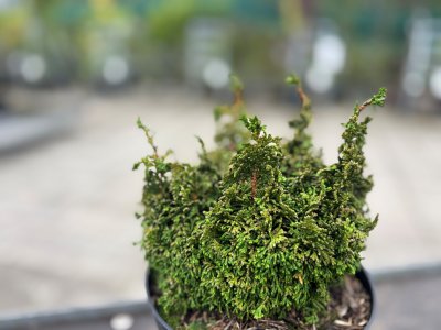Chamaecyparis obtusa Gemstone, Japansk Ädercypress