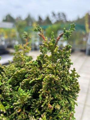Chamaecyparis obtusa Gemstone, Japansk Ädercypress